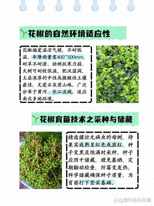 花椒育苗种植技术有哪些关键步骤?-图2 花椒育苗种植技术有哪些关键步骤?-图2