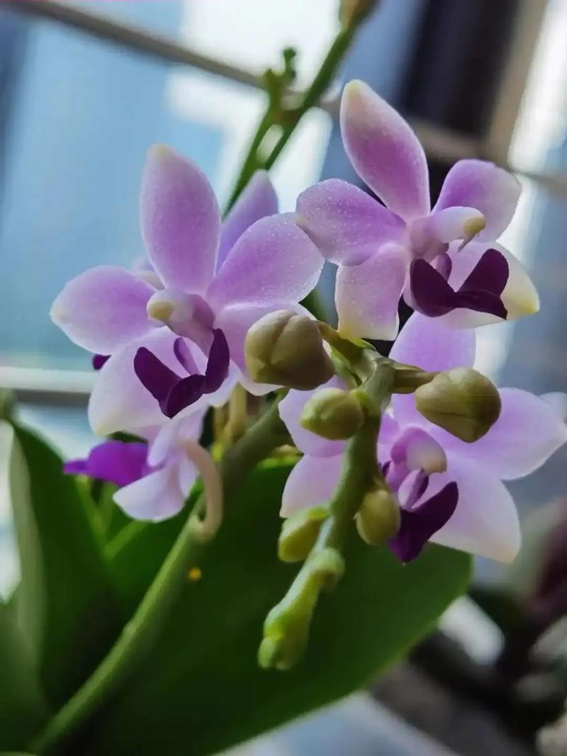有蓝宝石这个兰花品种吗?-图2 有蓝宝石这个兰花品种吗?-图2