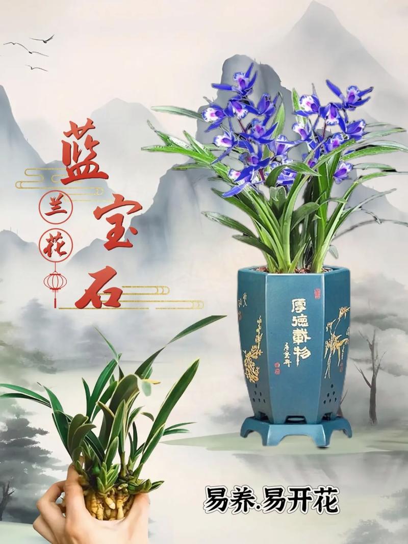 有蓝宝石这个兰花品种吗?-图1 有蓝宝石这个兰花品种吗?-图1