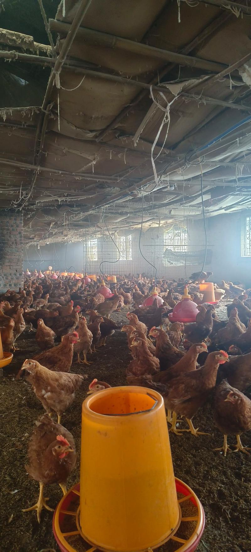 CCTF7养鸡技术视频有哪些实用技巧？-图3