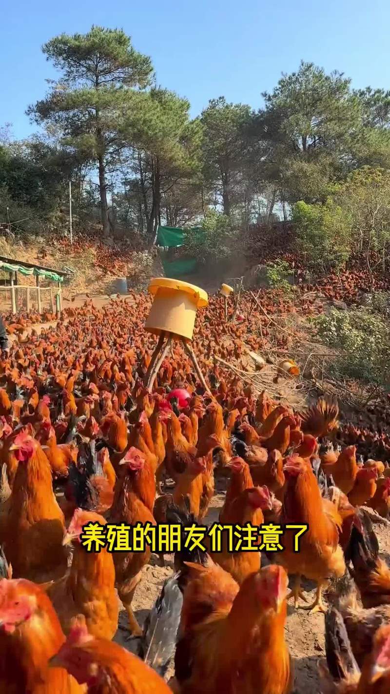 CCTF7养鸡技术视频有哪些实用技巧？-图2