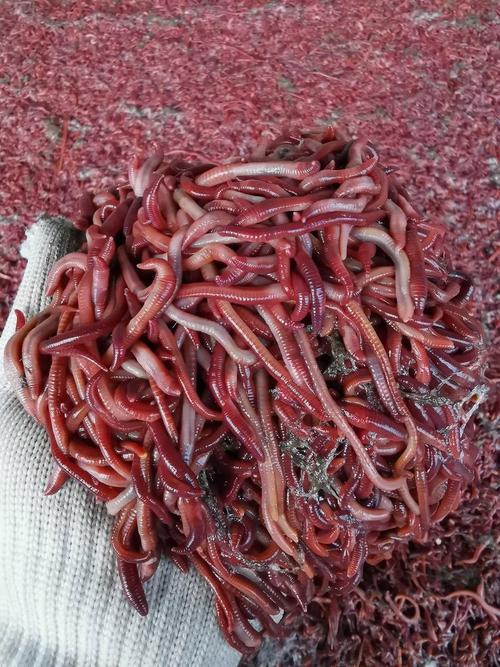 哪种蚯蚓品种是红色的?-图1 哪种蚯蚓品种是红色的?-图1