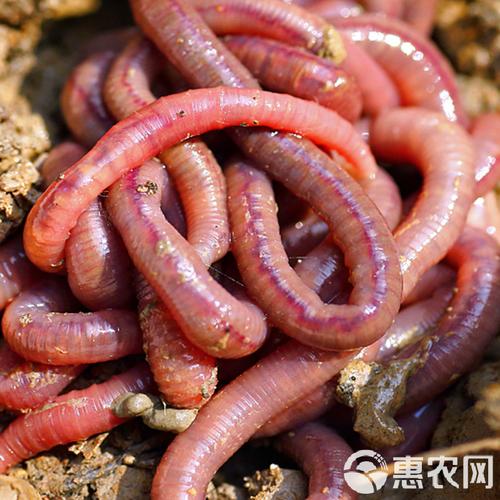 哪种蚯蚓品种是红色的?-图3 哪种蚯蚓品种是红色的?-图3