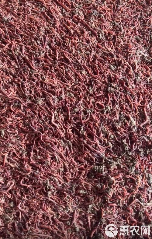 哪种蚯蚓品种是红色的?-图2 哪种蚯蚓品种是红色的?-图2