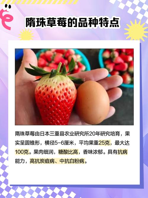 最新草莓品种名字是什么?-图3 最新草莓品种名字是什么?-图3