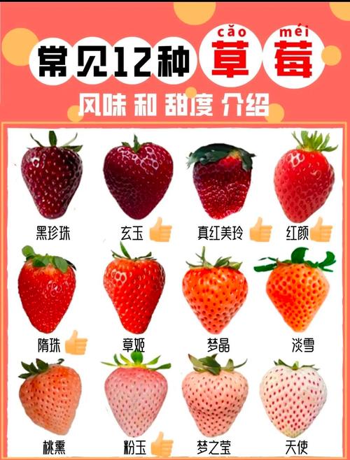 最新草莓品种名字是什么?-图1 最新草莓品种名字是什么?-图1