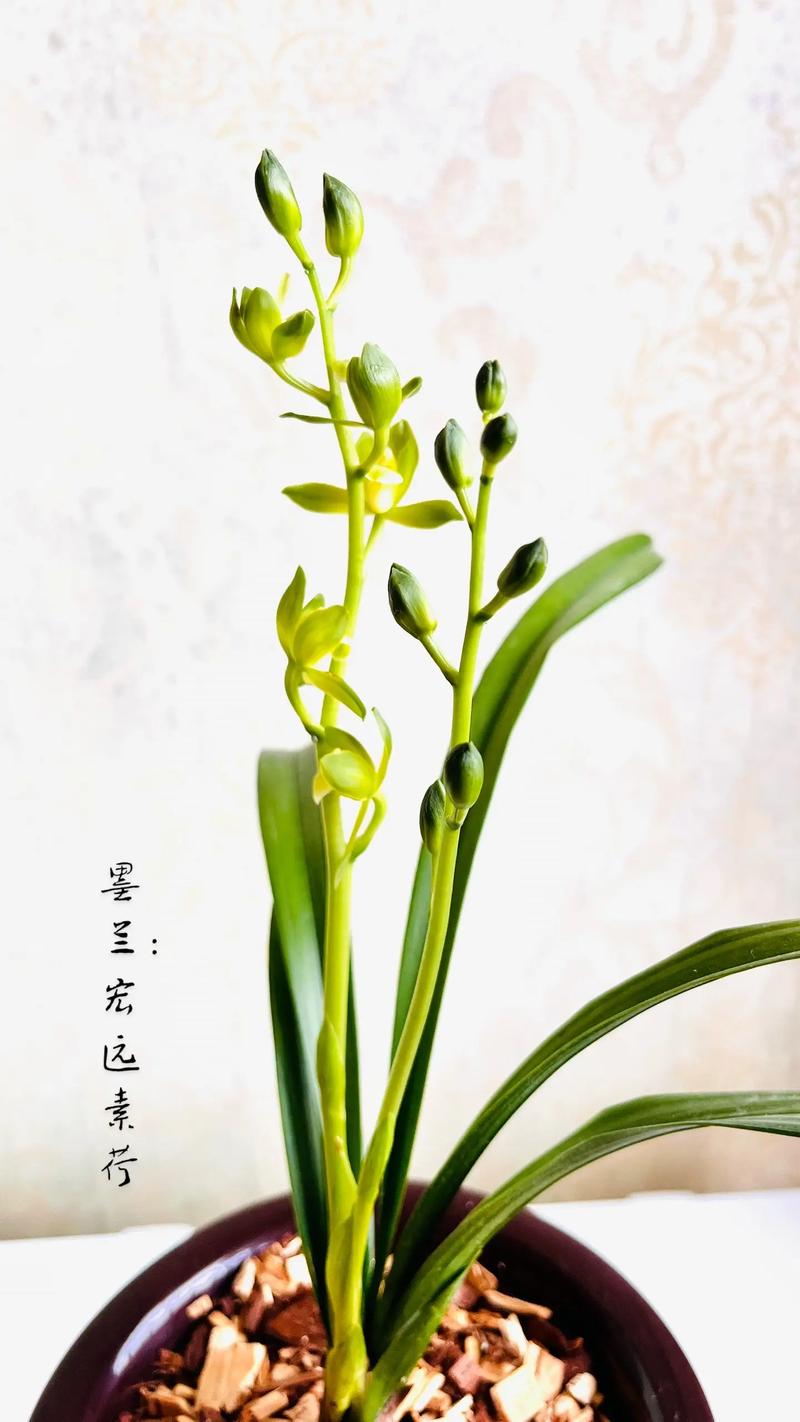 鸿运素荷是何种兰花品种?-图1 鸿运素荷是何种兰花品种?-图1