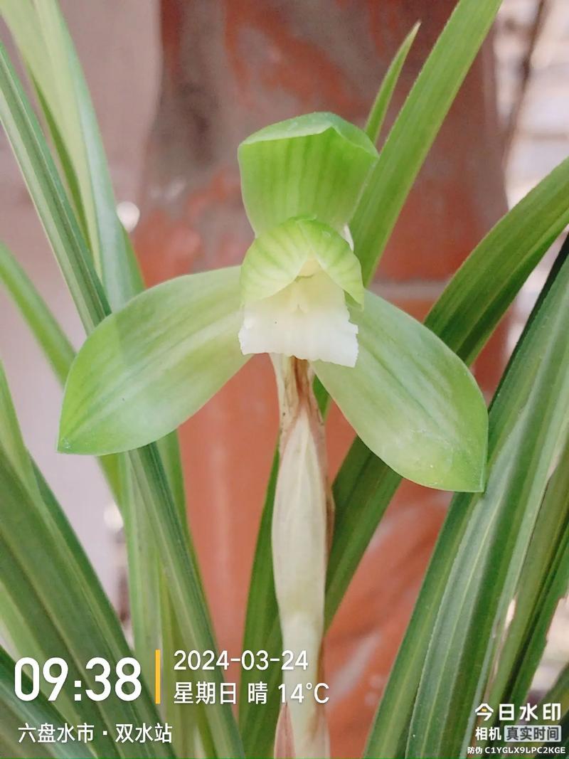 鸿运素荷是何种兰花品种?-图2 鸿运素荷是何种兰花品种?-图2