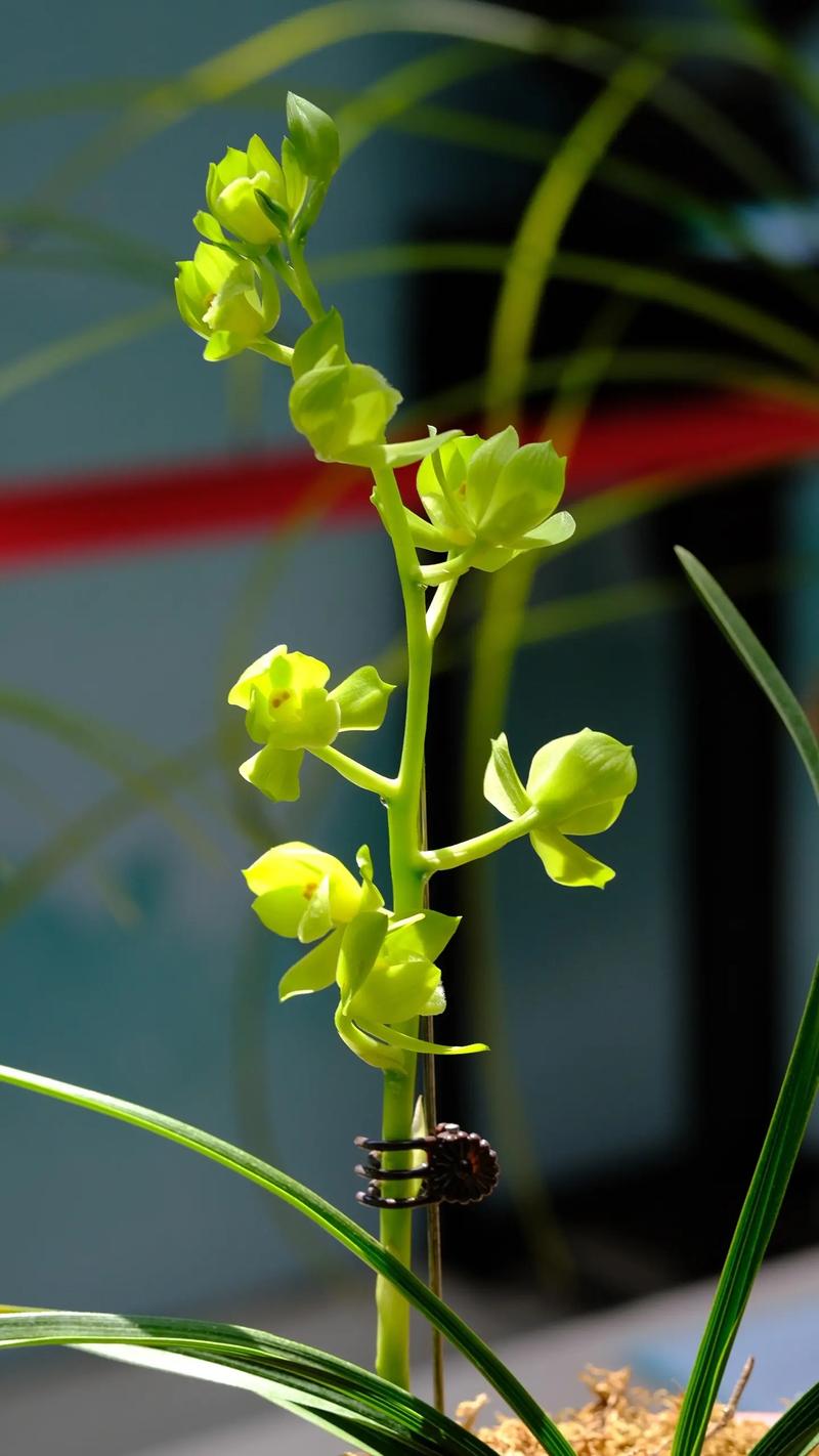 鸿运素荷是何种兰花品种?-图3 鸿运素荷是何种兰花品种?-图3