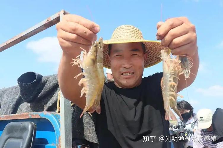 南美白对虾人工育苗技术关键点是什么?-图1 南美白对虾人工育苗技术关键点是什么?-图1