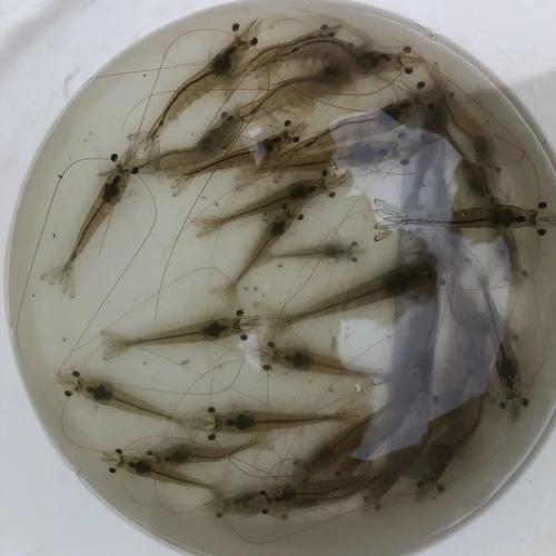 南美白对虾人工育苗技术关键点是什么?-图3 南美白对虾人工育苗技术关键点是什么?-图3