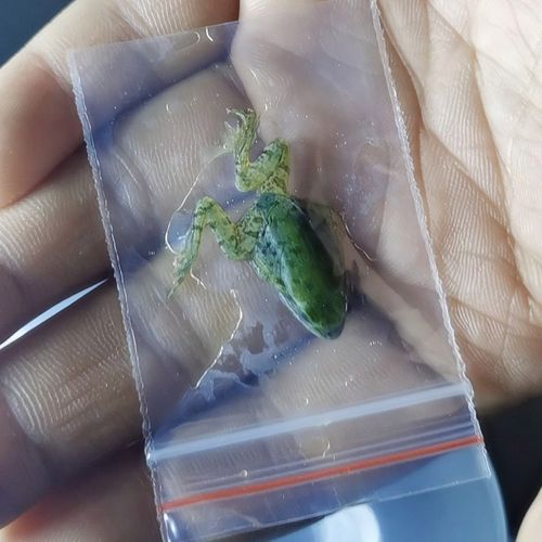 2025黑斑蛙饲料价格会涨还是跌?-图2 2025黑斑蛙饲料价格会涨还是跌?-图2