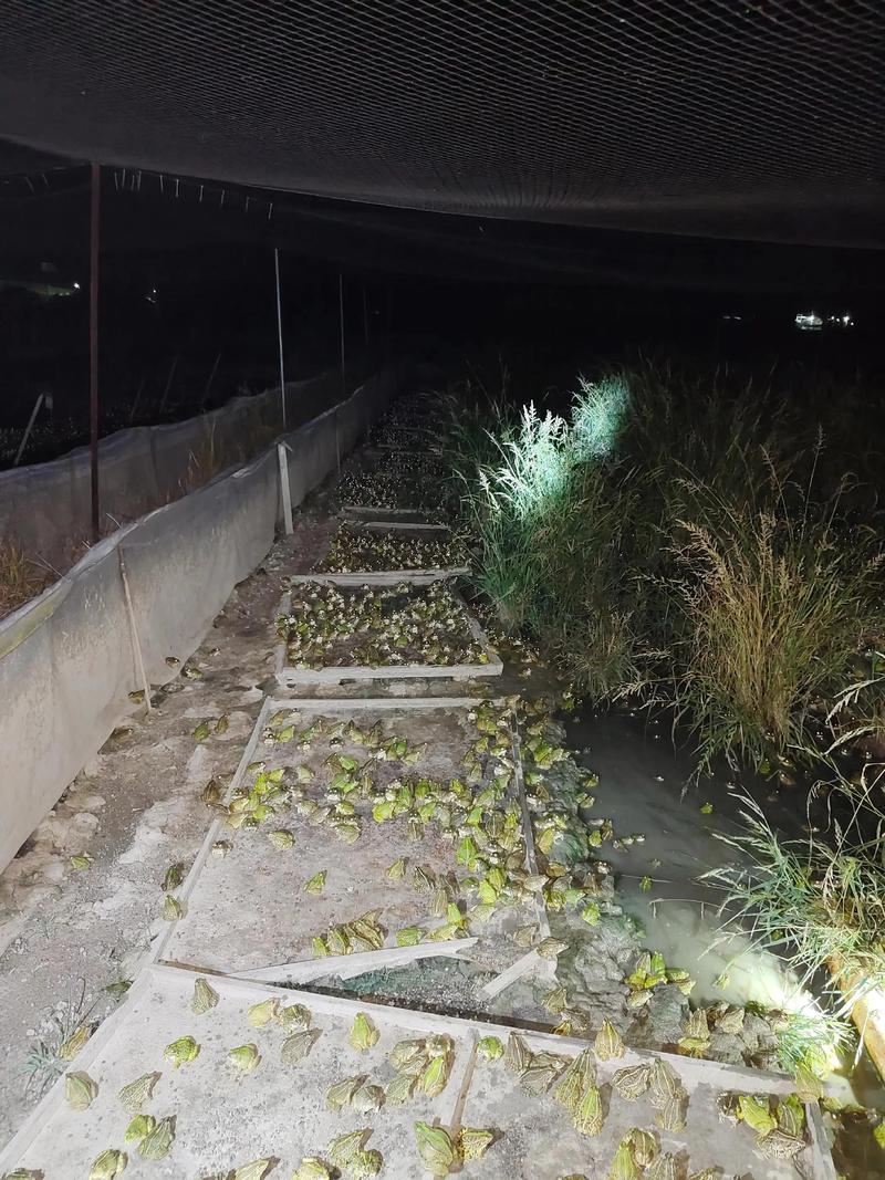 2025黑斑蛙饲料价格会涨还是跌?-图1 2025黑斑蛙饲料价格会涨还是跌?-图1