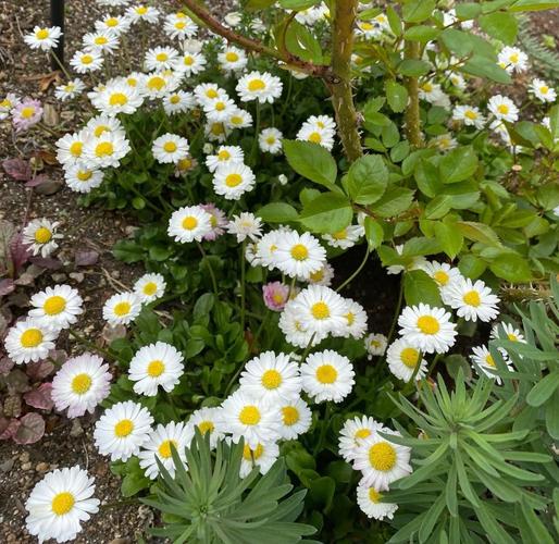 路边小雏菊品种有多少?-图1 路边小雏菊品种有多少?-图1