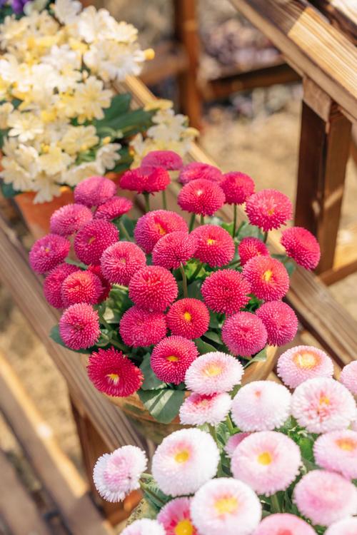 路边小雏菊品种有多少?-图3 路边小雏菊品种有多少?-图3