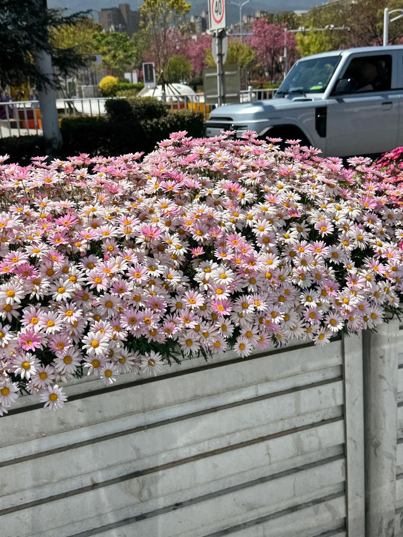 路边小雏菊品种有多少?-图2 路边小雏菊品种有多少?-图2