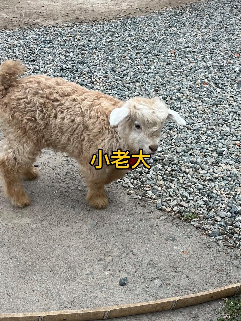 2025绒山羊羊绒价格会涨还是会跌？-图3