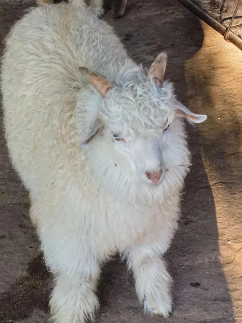 2025绒山羊羊绒价格会涨还是会跌？-图2