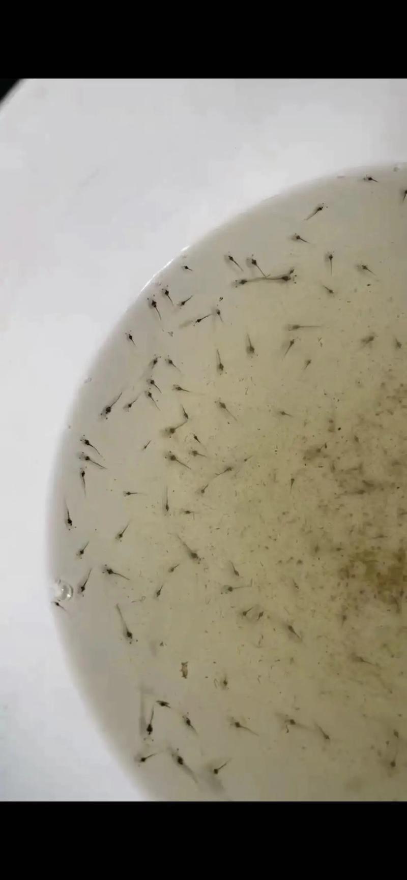 南美白对虾室内养殖技术要点有哪些?-图1 南美白对虾室内养殖技术要点有哪些?-图1