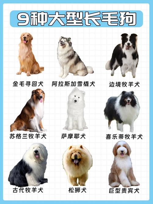 现在养肉狗什么品种最好？-图2