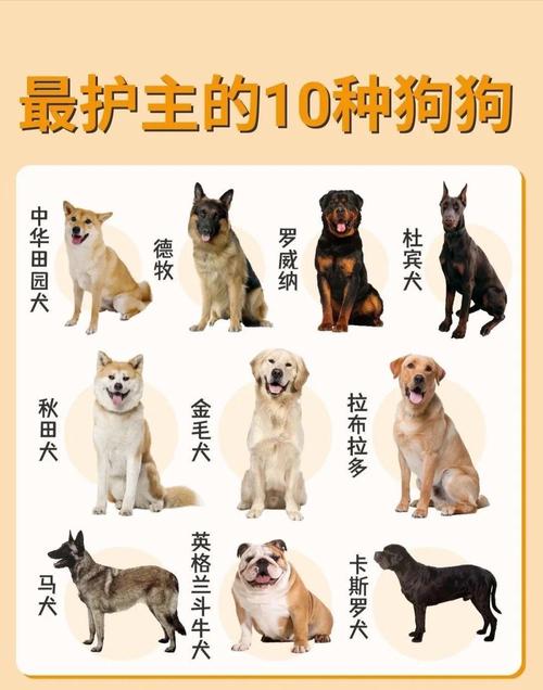 现在养肉狗什么品种最好?-图1 现在养肉狗什么品种最好?-图1