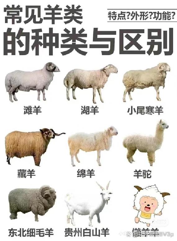 绵羊好品种有哪些?附图片识别吗?-图3 绵羊好品种有哪些?附图片识别吗?-图3
