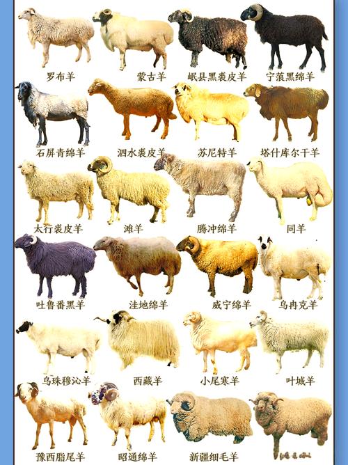 绵羊好品种有哪些?附图片识别吗?-图1 绵羊好品种有哪些?附图片识别吗?-图1