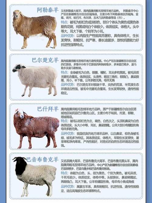 绵羊好品种有哪些?附图片识别吗?-图2 绵羊好品种有哪些?附图片识别吗?-图2