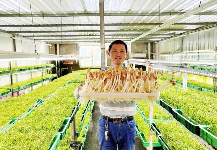 芽苗菜生产以及技术要点-图1 芽苗菜生产以及技术要点-图1