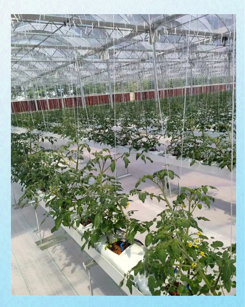 大棚西红柿栽培管理技术-图1 大棚西红柿栽培管理技术-图1