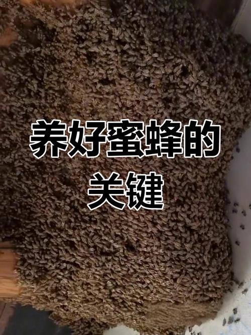 双王群如何高效饲养强蜂?-图2 双王群如何高效饲养强蜂?-图2