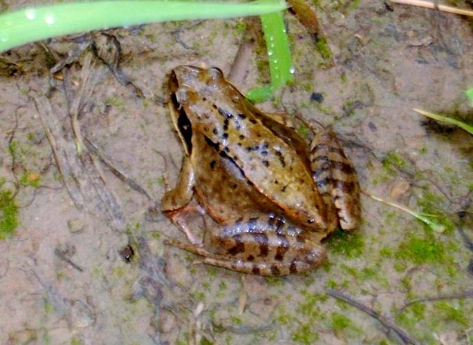 东北林蛙有哪些品种?附图片对比。-图3 东北林蛙有哪些品种?附图片对比。-图3