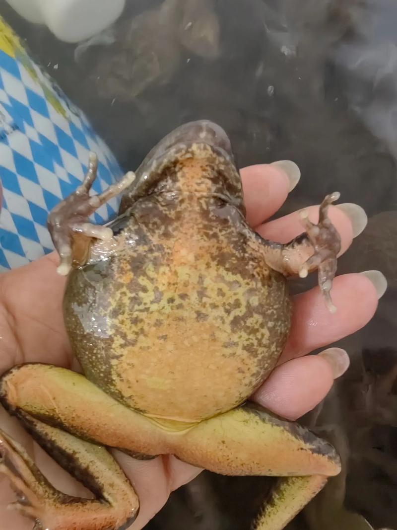 东北林蛙有哪些品种?附图片对比。-图2 东北林蛙有哪些品种?附图片对比。-图2