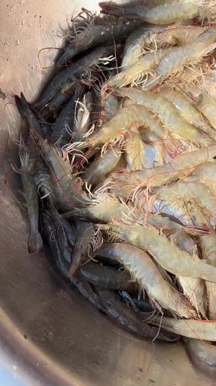 冬棚养南美白对虾,控温增氧咋操作?-图2 冬棚养南美白对虾,控温增氧咋操作?-图2