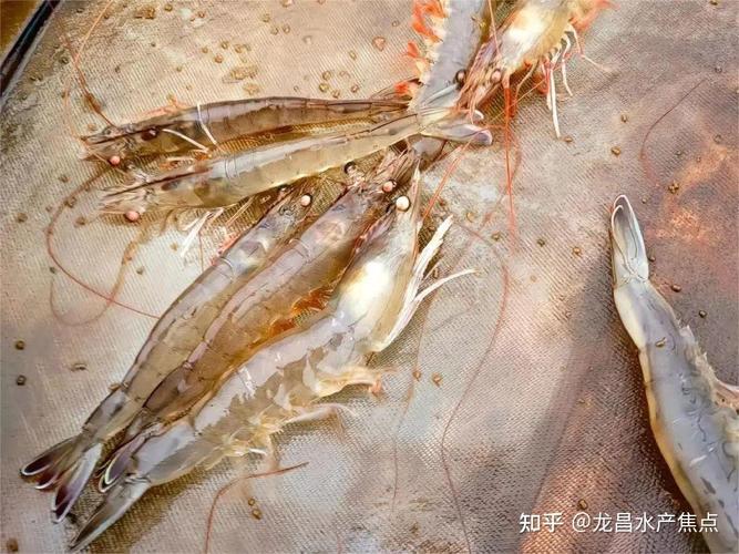 冬棚养南美白对虾,控温增氧咋操作?-图1 冬棚养南美白对虾,控温增氧咋操作?-图1