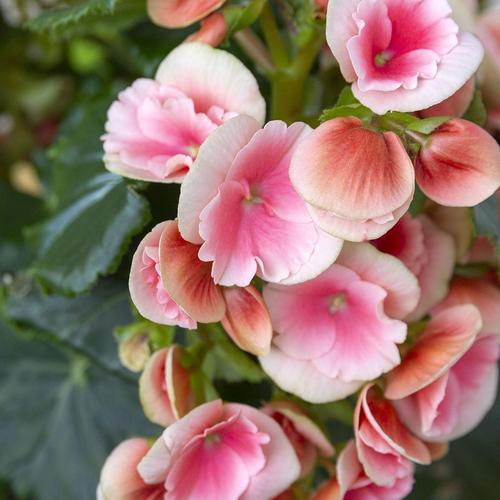 哪些海棠花会变色？-图1