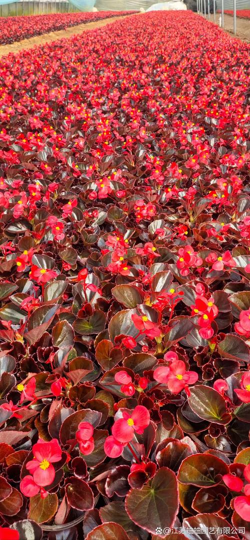 哪些海棠花会变色？-图2