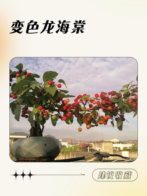 哪些海棠花会变色？-图3