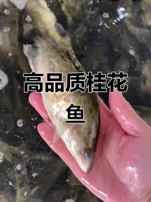 2025广东桂花鱼价格-图1