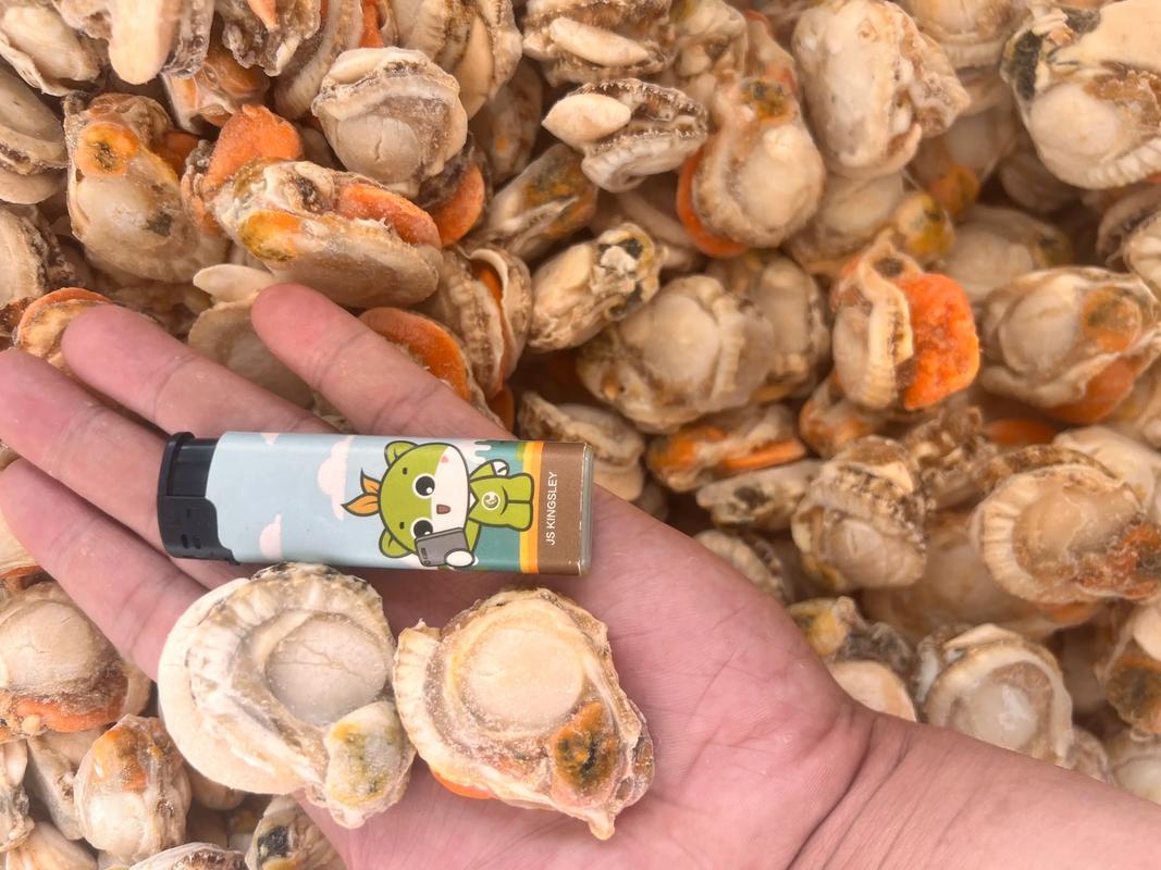 2025年莱州扇贝价格会涨还是会跌?-图1 2025年莱州扇贝价格会涨还是会跌?-图1