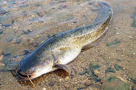 养殖二须鲶鱼是什么品种-图3 养殖二须鲶鱼是什么品种-图3