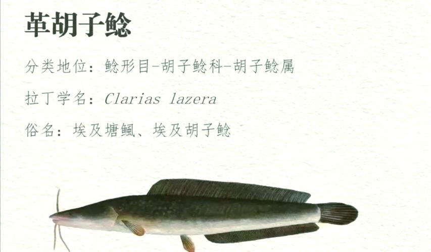 养殖二须鲶鱼是什么品种-图1 养殖二须鲶鱼是什么品种-图1