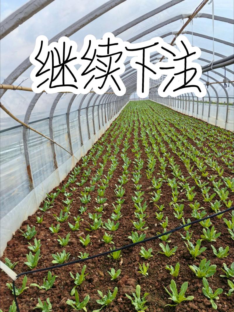 蔬菜的种植技术视频下载-图2 蔬菜的种植技术视频下载-图2