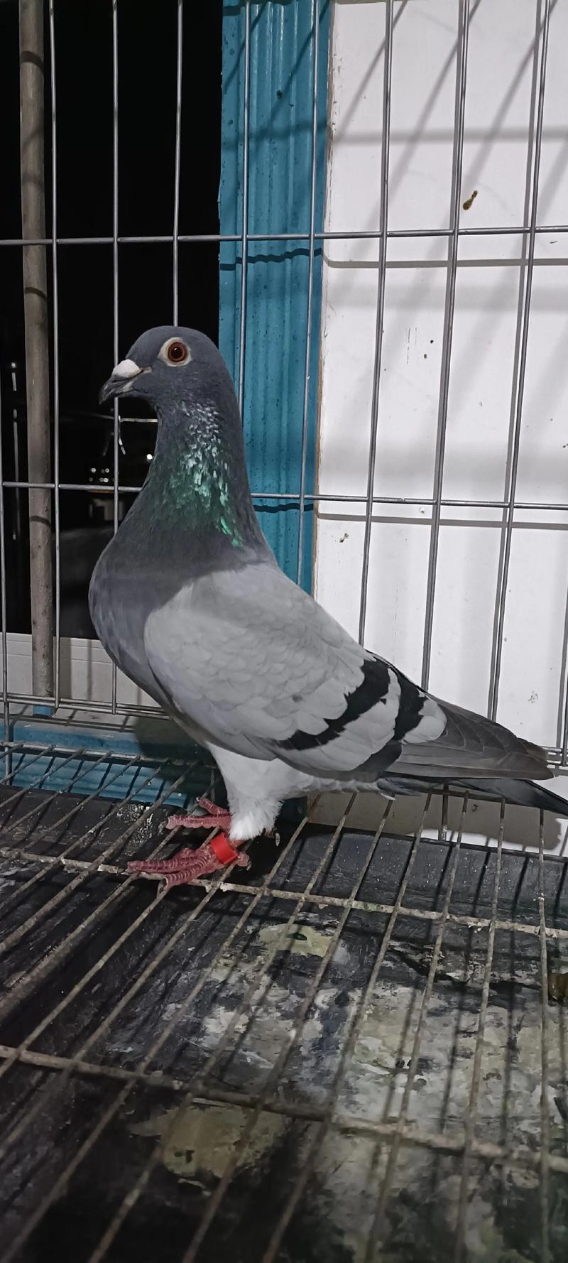 2025年肉鸽图片价格会涨多少?-图3 2025年肉鸽图片价格会涨多少?-图3