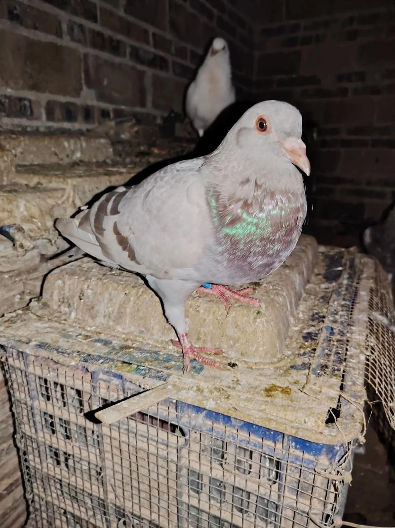 2025年肉鸽图片价格会涨多少?-图1 2025年肉鸽图片价格会涨多少?-图1