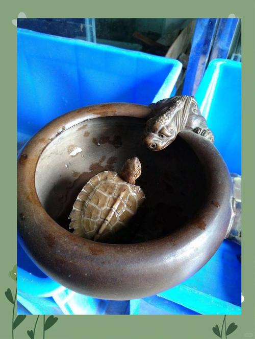 2025年亚洲巨龟价格会涨还是跌？-图3