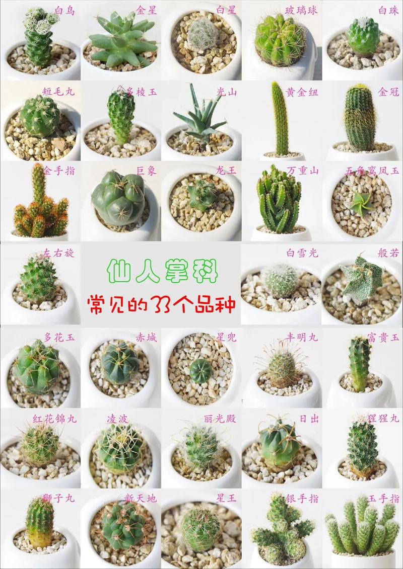 仙人球品种有哪些?图片大全看这里!-图2 仙人球品种有哪些?图片大全看这里!-图2