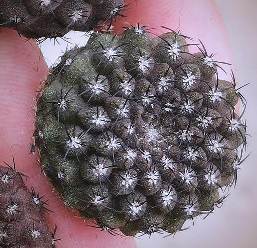 仙人球品种有哪些?图片大全能区分吗?-图1 仙人球品种有哪些?图片大全能区分吗?-图1