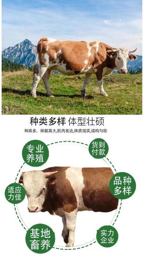 中国牛品种中,哪种生长速度最快?-图1 中国牛品种中,哪种生长速度最快?-图1