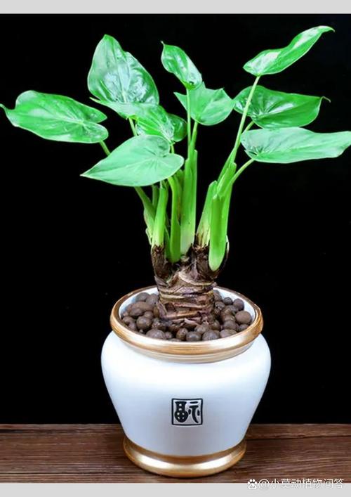 滴水观音有哪些品种?-图2 滴水观音有哪些品种?-图2